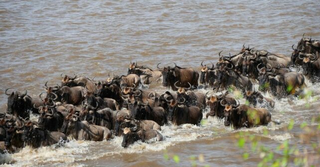 masai mara kenia migracion animal libro mundial records