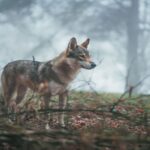 Le Médiateur intervient en faveur du loup avant le TC