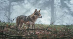 El Defensor del Pueblo interviene a favor del lobo ante el TC