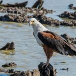 Le Pego-Liva Marjal reçoit 12 poulets d'aigle de pêcheurs, résultat d'un projet de récupération de cette espèce