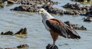 Marjal Pego-Oliva pollos águila pescadora