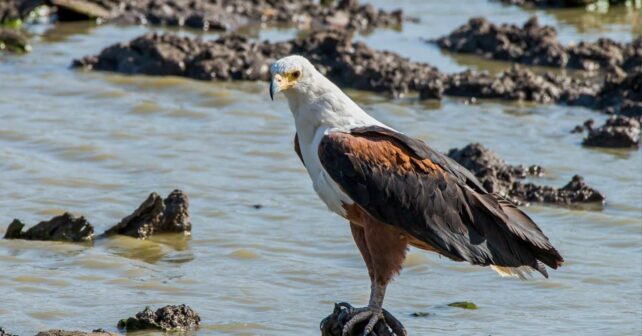 Marjal Pego-Oliva pollos águila pescadora