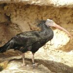 Le projet Eremita essaie également de sauver cet oiseau en Catalogne