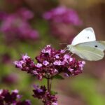 Le projet «Restauration des infrastructures vertes pour les pollinisateurs dans des paysages fragmentés» (Sudoe Beeconnected) commence en Espagne, en France et au Portugal