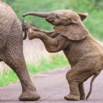 Le taux élevé de mortalité des éléphants au Sri Lanka, après avoir libéré la progéniture protégée