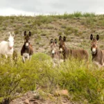 Les burros de Big Bend provoquent un plaisir et une frustration