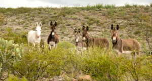 Une gamme de cinq burros regardent la caméra avec une crête aride en arrière-plan et des arbustes au premier plan.