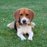 Les chiens de la faculté vétérinaire de l'UCM partent en vacances avec des familles d'accueil
