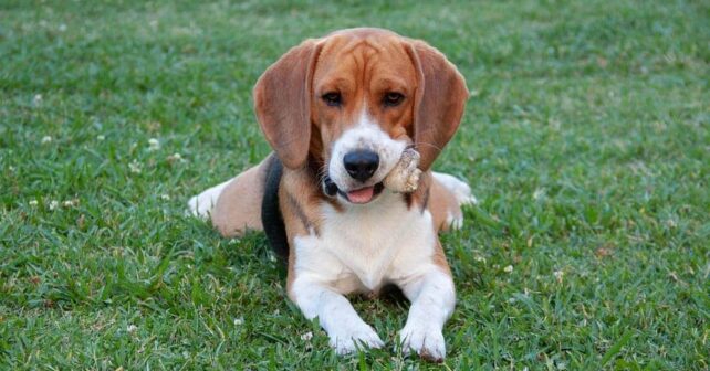 perros-facultad-veterinaria-ucm-vacaciones-familias-acogida