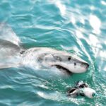 Les écologistes présentent une campagne sur les requins dans les eaux ibériques et dans les îles Canaries
