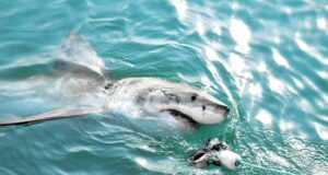Ecologistas campaña tiburones aguas ibéricas Canarias