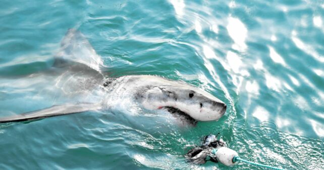 Ecologistas campaña tiburones aguas ibéricas Canarias