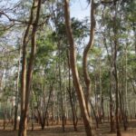 Les eucalyptus sont néfastes pour la biodiversité de la rivière de Galice