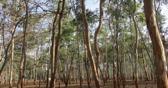 Los eucaliptos son nefastos para la biodiversidad fluvial de Galicia