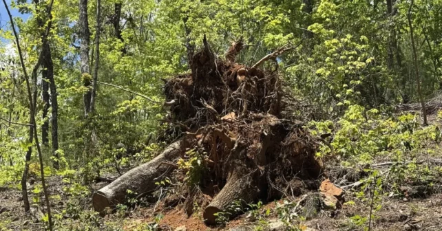 Deux vestiges d'arbres au sommet hélicoïdal sur le campus de l'arboretum NC montrant des bouleversements de boule de racine complets typiques