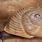 Les îles Canaries abritent deux espèces d'escargots endémiques en danger critique d'extinction