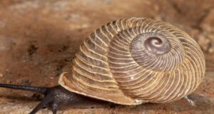 Canarias alberga dos especies los caracoles endémicos en peligro crítico de extinción
