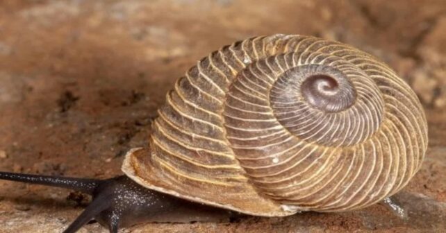 Canarias alberga dos especies los caracoles endémicos en peligro crítico de extinción