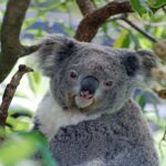 Les koalas sauvages durent à peine dix minutes au sol, 65% d'entre eux meurent d'abus ou d'attaques de chiens