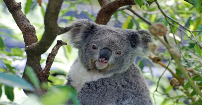 Los koalas salvajes apenas están diez minutos en el suelo, el 65% de ellos mueren por atropellos o ataques de perros