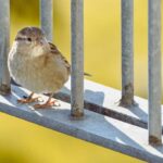 Les moineaux urbains sont pires nourris que ruraux