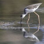 Les oiseaux aquatiques d'Europe ont «dommage» par la dégradation des zones humides de Ramsar en Espagne