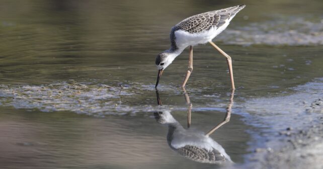 Las aves acuáticas de Europa 'perjudicadas' por la degradación de los humedales Ramsar en España