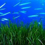 Les prairies sous-marines restaurent en Italie pour protéger la biodiversité intégrale de la Méditerranée