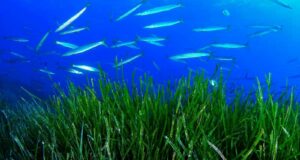 praderas submarinas Italia biodiversidad Mediterráneo