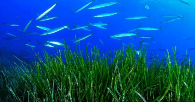 praderas submarinas Italia biodiversidad Mediterráneo