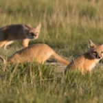 Les renards rapides vont vers l'ouest