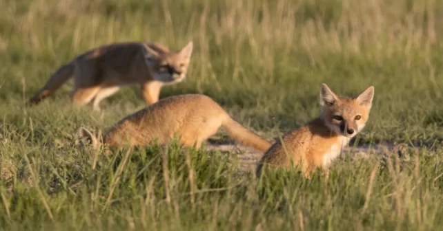 Au coucher du soleil avec une lumière chaude brillante, trois des cinq chiots à renard rapide sauvages jouent et courent par leur tanière dans la grande herbe verte dans les prairies nationales de Pawnee sur les plaines nord-est du Colorado. Un chiot suit un scarabée volant tandis qu'un autre cogne la tête dans la tanière et un autre garde le regard.