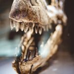 Les scientifiques parviennent à récupérer les protéines de plus de 18 millions d'années d'émail d'une dent fossilisée