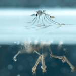 Les zoonoses sont un problème grave qui devrait être arrêté à temps