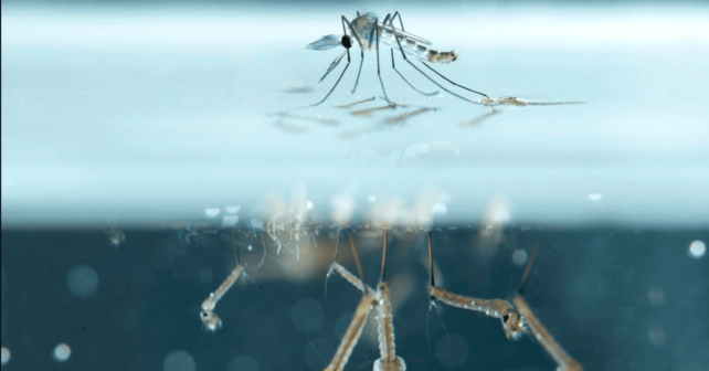 zoonosis problema grave