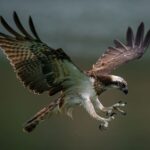 Marjal La Safor (Valencia) reçoit un aigle de pêcheur qui revient 2 ans après avoir été libéré