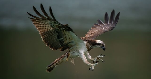 Marjal la Safor (Valencia) recibe a un águila pescadora que retorna 2 años después de ser liberada