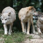 Nouvelle ressource judiciaire, cette fois à La Rioja, pour arrêter le massacre de Lobos