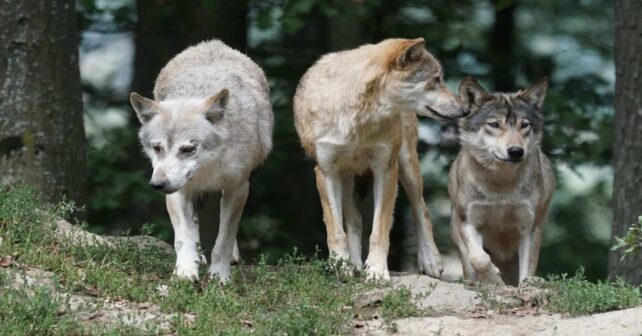 Nuevo recurso judicial, esta vez en La Rioja, para detener la matanza de lobos