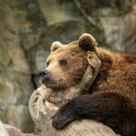 Osezna Alba terminera son adaptation à l'environnement naturel