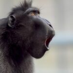 Parmi les primates ne maîtrise pas toujours le mâle