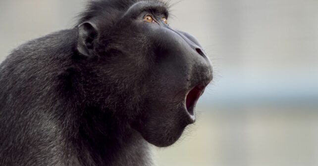 primates NO siempre domina macho