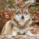 Plus d'une centaine de scientifiques en faveur de la protection intégrale du loup ibérien, exigent également le respect de la science