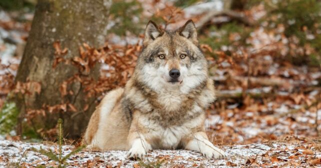 científicos protección integral lobo ibérico