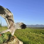 Plus de 100 animaux libérés du centre de récupération de la faune du bassin
