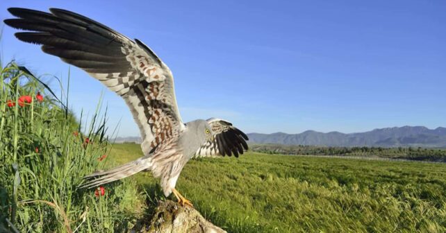 Más de 100 animales liberados del Centro de recuperación de fauna de Cuenca