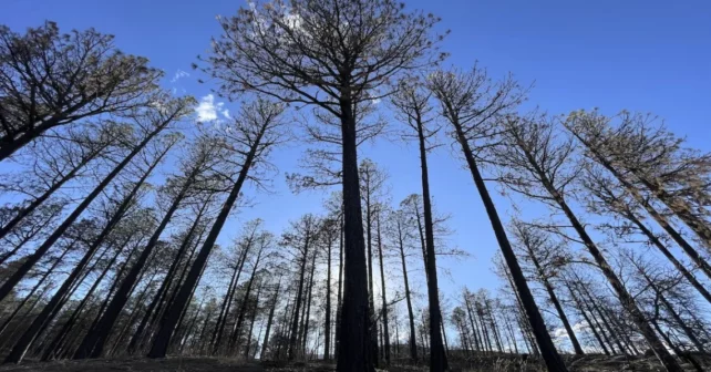 Cette image du 12 avril 2023 montre des arbres brûlés dans les montagnes près de Las Vegas, au Nouveau-Mexique, un an après que les opérations de brûlure prescrites par le US Forest Service ont déclenché le canyon / Hermits Peak Fire.