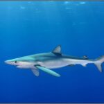 Sharks méditerranéens sur le bord de l'abîme