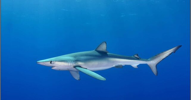 Tiburones Mediterráneo borde abismo
