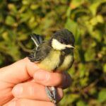 Solutions basées sur la nature: installer des abris de faune dans différents systèmes agricoles